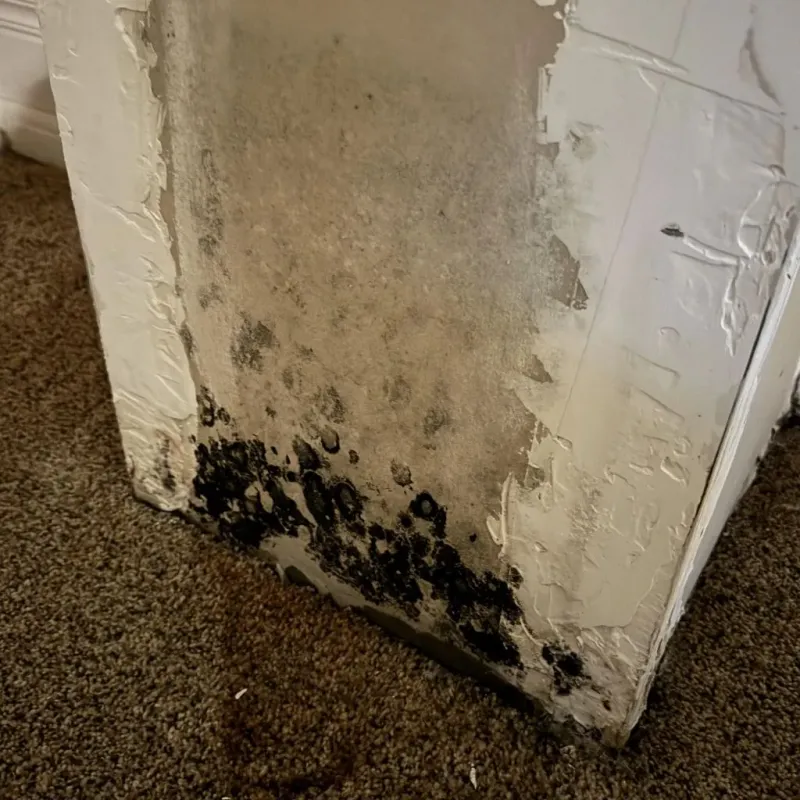 Professional Mold Removal in New Chicago, IN